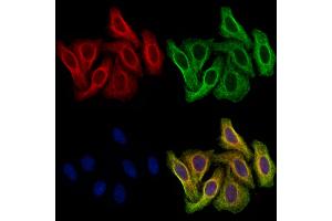 ABIN7094850 and ABIN7098901 staining Hela cells by IF/ICC. (CCT2 Antikörper  (C-Term))