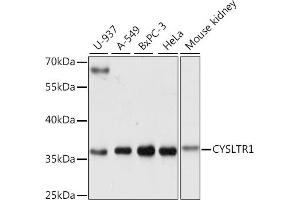 Western blot analysis of extracts of various cell lines, using CYSLTR1 antibody (ABIN7266622) at 1:1000 dilution. (CysLTR1 Antikörper  (AA 1-100))