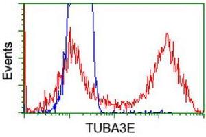 HEK293T cells transfected with either RC209279 overexpress plasmid (Red) or empty vector control plasmid (Blue) were immunostained by anti-TUBA3E antibody (ABIN2453753), and then analyzed by flow cytometry. (TUBA3E Antikörper)