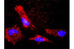 Proximity Ligation Assay (PLA) image for anti-BCL2-Like 1 (BCL2L1) (AA 1-233) antibody (ABIN513678)