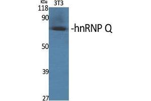 Western Blot (WB) analysis of specific cells using hnRNP Q Polyclonal Antibody. (SYNCRIP Antikörper  (Internal Region))
