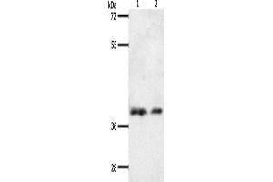 Western Blotting (WB) image for anti-Somatostatin Receptor 1 (SSTR1) antibody (ABIN2432309) (SSTR1 Antikörper)