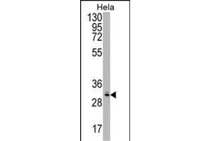 CRYZL1 Antibody (C-term) (ABIN1537079 and ABIN2848783) western blot analysis in Hela cell line lysates (35 μg/lane). (CRYZL1 Antikörper  (C-Term))
