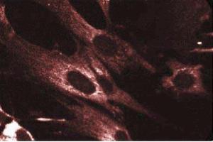 Immunofluorescent staining of WI-38 cells with anti-Akt. (AKT1 Antikörper)