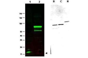 Western blot using  Protein A purified anti-SPANX-C antibody shows detection of a band at ~17 kDa corresponding to SPANX-C present in a nuclear extract from VWM105 cells (left panel, arrowhead).