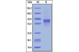 Biotinylated Human OX40, Avitag,His Tag on  under reducing (R) condition. (TNFRSF4 Protein (AA 29-216) (His tag,AVI tag,Biotin))
