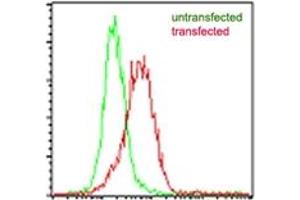 Image no. 1 for anti-Interleukin-27 subunit beta (IL-27b) antibody (ABIN959994) (EBI3 Antikörper)