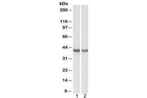 Western blot testing of 1) human heart and 2) mouse heart lysate with HEXIM1 antibody at 0. (HEXIM1 Antikörper)