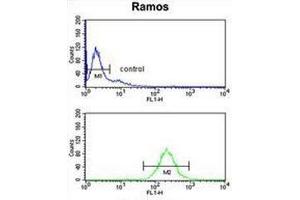 Flow Cytometry (FACS) image for anti-Nuclear Casein Kinase and Cyclin-Dependent Kinase Substrate 1 (NUCKS1) (AA 52-81), (N-Term) antibody (ABIN953772)