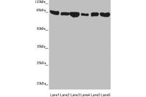Western blot All lanes: MFN1 antibody at 3. (MFN1 Antikörper  (AA 622-741))