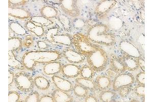 ABIN6259426 and ABIN6276237 at 1/100 staining human normal kidney tissue by IHC-P.
