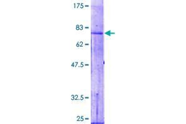 Acylglycerol Kinase Protein (AGK) (AA 1-422) (GST tag)