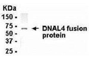 Western Blotting (WB) image for anti-Dynein, Axonemal, Light Chain 4 (DNAL4) (AA 1-105) antibody (ABIN2468073) (DNAL4 Antikörper  (AA 1-105))