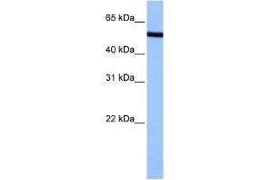 NUP50 antibody used at 0. (NUP50 Antikörper  (C-Term))