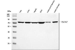 Western blot analysis of AP-B/RNPEP using anti-AP-B/RNPEP antibody (ABIN7602252).