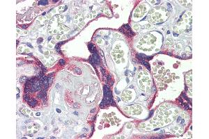 Anti-DSC3 / Desmocollin 3 antibody IHC staining of human placenta.