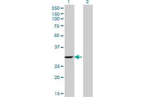 EIF4H Antikörper  (AA 1-100)