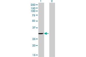 Western Blot analysis of WBSCR1 expression in transfected 293T cell line by WBSCR1 monoclonal antibody (M07), clone 4B2. (EIF4H Antikörper  (AA 1-100))