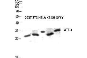 Western Blot (WB) analysis of 293T 3T3 HeLa KB SH-SY5Y lysis using ATF-1 antibody. (AFT1 Antikörper  (C-Term))