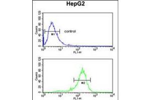 Flow cytometric analysis of HepG2 cells (bottom histogram) compared to a negative control cell (top histogram). (RNF208 Antikörper  (AA 86-115))