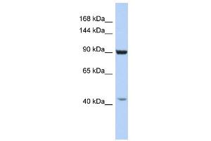 WB Suggested Anti-GRIP1 Antibody Titration:  0.