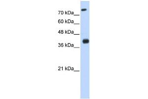 WB Suggested Anti-ISL2 Antibody Titration:  0. (ISL2 Antikörper  (N-Term))