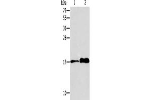 Gel: 15 % SDS-PAGE, Lysate: 40 μg, Lane 1-2: MCF7 cells, human colon tissue, Primary antibody: ABIN7128299(AGR3 Antibody) at dilution 1/150, Secondary antibody: Goat anti rabbit IgG at 1/8000 dilution, Exposure time: 20 seconds (AGR3 Antikörper)