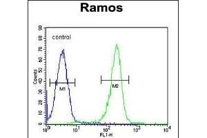 KNG1 Antibody (N-term) (ABIN655629 and ABIN2845108) flow cytometric analysis of Ramos cells (right histogram) compared to a negative control cell (left histogram). (KNG1 Antikörper  (N-Term))