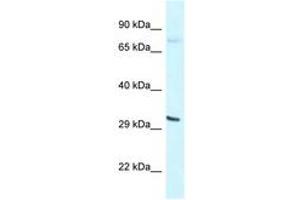 Image no. 1 for anti-Basic Helix-Loop-Helix Family, Member E41 (BHLHE41) (N-Term) antibody (ABIN6747610) (BHLHE41 Antikörper  (N-Term))