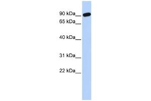 WB Suggested Anti-ZNF132 Antibody Titration:  0.