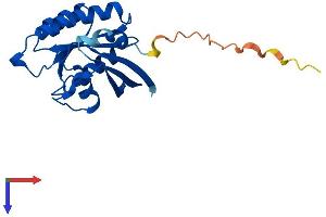 RAB22A Protein (AA 1-194) (His tag)