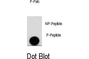 Image no. 1 for anti-Leo1, Paf1/RNA Polymerase II Complex Component, Homolog (S. Cerevisiae) (LEO1) (pSer10) antibody (ABIN358507) (LEO1 Antikörper  (pSer10))