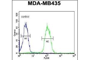 DHRS7 Antibody (N-term) (ABIN650968 and ABIN2840014) flow cytometric analysis of MDA-M cells (right histogram) compared to a negative control cell (left histogram). (DHRS7 Antikörper  (N-Term))