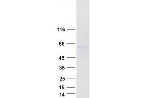 Validation with Western Blot (ANKDD1A Protein (Myc-DYKDDDDK Tag))