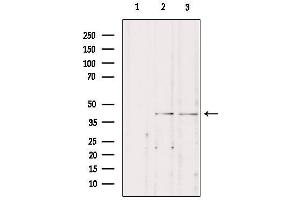 Western blot analysis of extracts from various samples, using STAC3 Antibody. (STAC3 Antikörper  (Internal Region))