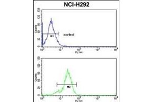 TDG Antibody (N-term) (ABIN390559 and ABIN2840890) flow cytometric analysis of NCI- cells (bottom histogram) compared to a negative control cell (top histogram).