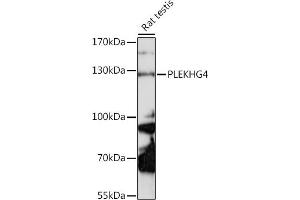 Western blot analysis of extracts of rat testis, using PLEKHG4 antibody (ABIN7269416) at 1:1000 dilution. (PLEKHG4 Antikörper  (AA 710-1010))