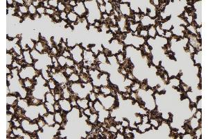 ABIN6256548 and ABIN6277774 at 1/100 staining Mouse lung tissue by IHC-P. (IRAK4 Antikörper  (pSer346, pThr345))