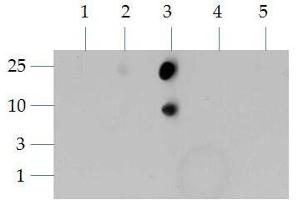 Dot Blot (DB) image for anti-Histone 3 (H3) (H3K4me2) antibody (ABIN5706771)