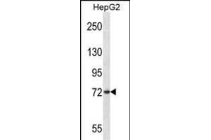 FRMD7 Antibody (N-term) (ABIN657294 and ABIN2846380) western blot analysis in HepG2 cell line lysates (35 μg/lane).