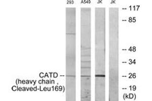 Western blot analysis of extracts from 293/A549/JurKat cells, treated with etoposide 25uM 1h, using CATD (heavy chain,Cleaved-Leu169) Antibody. (Cathepsin D Antikörper  (Cleaved-Leu169))