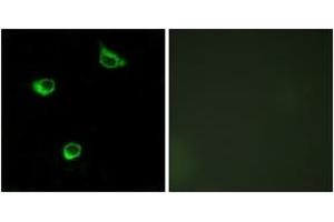 Immunofluorescence (IF) image for anti-Frizzled Family Receptor 6 (FZD6) (AA 121-170) antibody (ABIN2890782) (FZD6 Antikörper  (AA 121-170))
