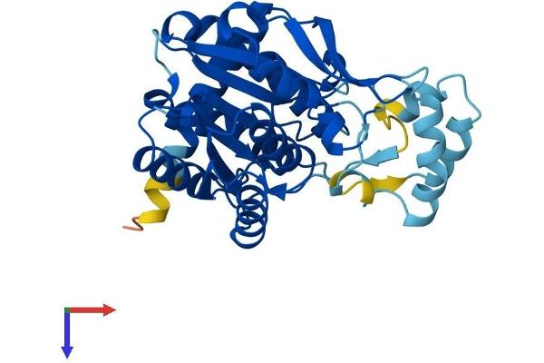 HSD17B7 Protein (AA 1-334) (His tag)
