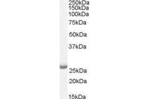Western Blotting (WB) image for Anterior Pharynx Defective 1 Homolog A (C. Elegans) (APH1A) peptide (ABIN369219) (Anterior Pharynx Defective 1 Homolog A (C. Elegans) (APH1A) Peptid)