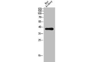 Western Blot analysis of RAT-kidney cells using CD300c Polyclonal Antibody (CD300c Antikörper  (Internal Region))