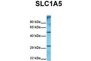 Host:  Rabbit  Target Name:  SLC1A5  Sample Tissue:  Human 293T  Antibody Dilution:  1. (SLC1A5 Antikörper  (Middle Region))