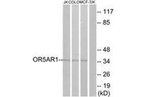 Western Blotting (WB) image for anti-Olfactory Receptor, Family 5, Subfamily AR, Member 1 (OR5AR1) (AA 239-288) antibody (ABIN2891021) (OR5AR1 Antikörper  (AA 239-288))