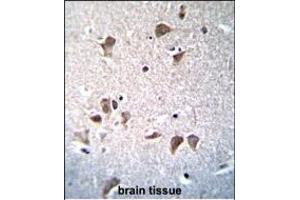 OCT3/4 Antibody  (ABIN655493 and ABIN2845012) immunohistochemistry analysis in formalin fixed and paraffin embedded human brain tissue followed by peroxidase conjugation of the secondary antibody and DAB staining. (OCT4 Antikörper  (AA 265-297))