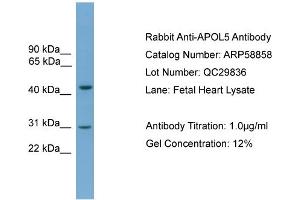 WB Suggested Anti-APOL5  Antibody Titration: 0. (Apolipoprotein L 5 Antikörper  (C-Term))