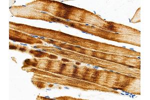 ABIN6259149 and ABIN6275430 at 1/100 staining Mouse muscle tissue by IHC-P.